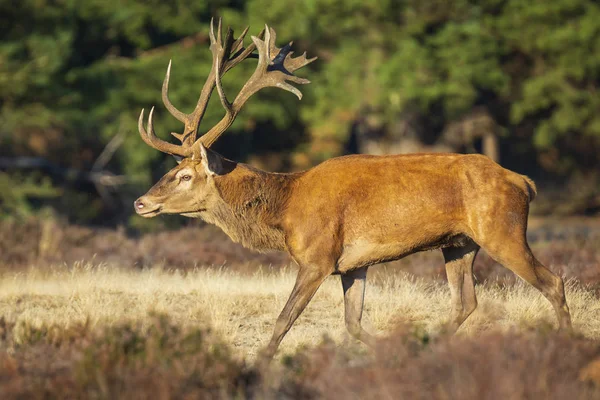 Manliga kronhjort, cervus elaphus, spårbildning säsongen — Stockfoto