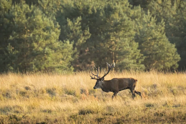 Erkek Kızıl geyik geyik cervus elaphus, günbatımı sırasında çiftleşme