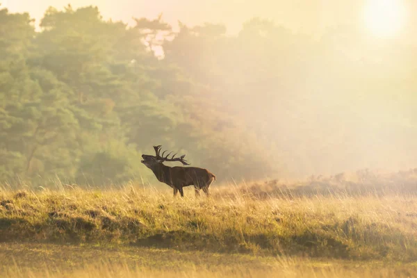 Erkek Kızıl geyik geyik cervus elaphus, günbatımı sırasında çiftleşme