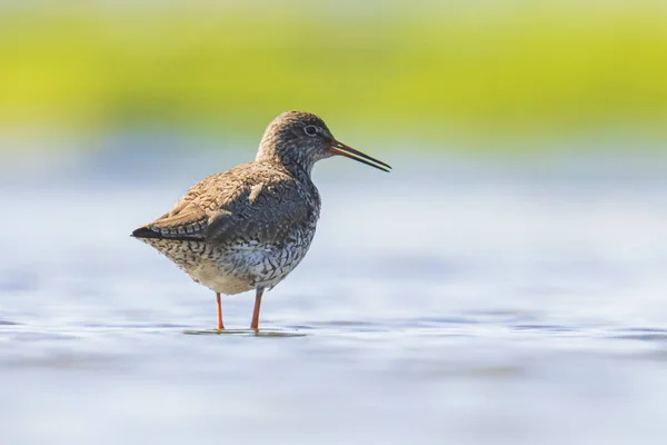 Aigrette commune tringa totanus wading bird — Photo