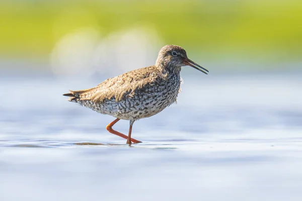 Pajarito rojo común tringa totanus wading bird —  Fotos de Stock