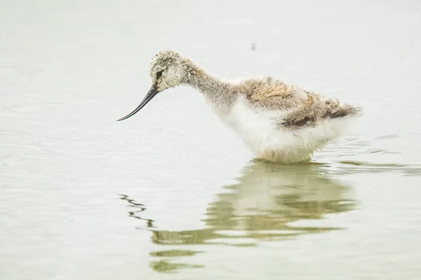 Skärfläcka Recurvirostra avosetta vadare fågel chick — Stockfoto