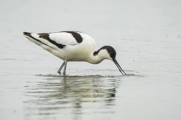 Pied Avocet, Recurvirostra avosetta, foraggiamento — Foto Stock