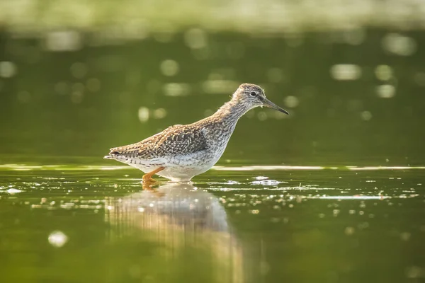 Tubarão-vermelho-comum tringa totanus pântano — Fotografia de Stock