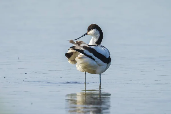 Gros plan d'un Pied Avocet, Recurvirostra avosetta, debout — Photo