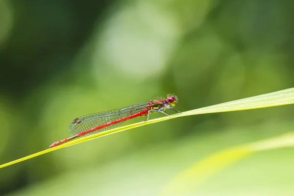 Detalle de primer plano de una gran mosca roja Pyrrhosoma ninfófila —  Fotos de Stock