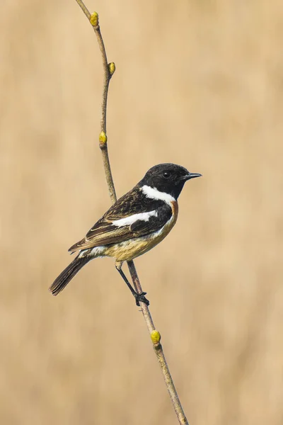 Stonechat męski ptak, Saxicola rubicola, perching — Zdjęcie stockowe