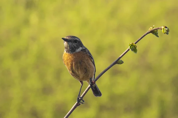 Stonechat żeński ptak, Saxicola rubicola, perching — Zdjęcie stockowe