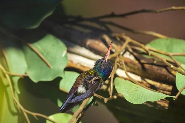 Männlicher Weißkinn-Saphir-Hylocharis cyanus, Kolibri-Barsch — Stockfoto