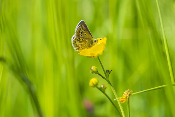 Weibchen des braunen Argus-Schmetterlings, aricia agestis — Stockfoto