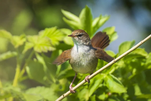 Cetti 's warbler, cettia cetti, canto de pájaro y encaramado —  Fotos de Stock