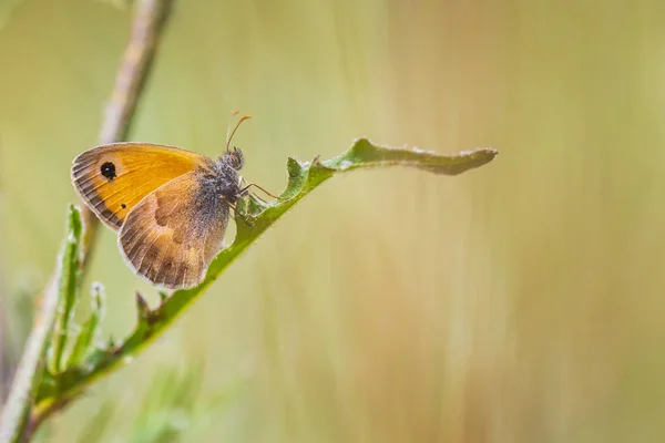 Petit papillon de bruyère (Coenonympha pamphilus) au repos — Photo