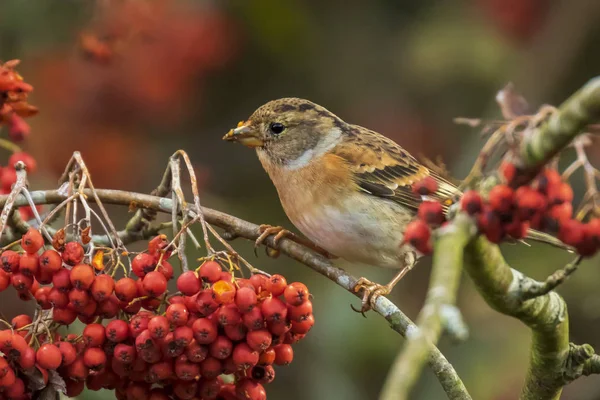 stock image Brambling bird, Fringilla montifringilla, in winter plumage feed