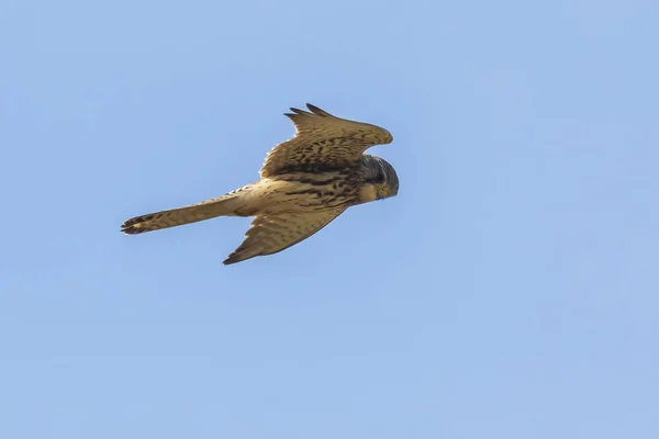 Turmfalke Falco Tinnunculus Großaufnahme — Stockfoto