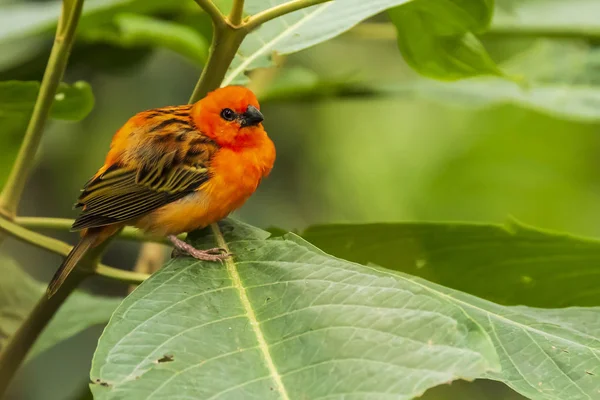 Madagascar Foudia madagascariensis oiseau rouge dans une forêt — Photo