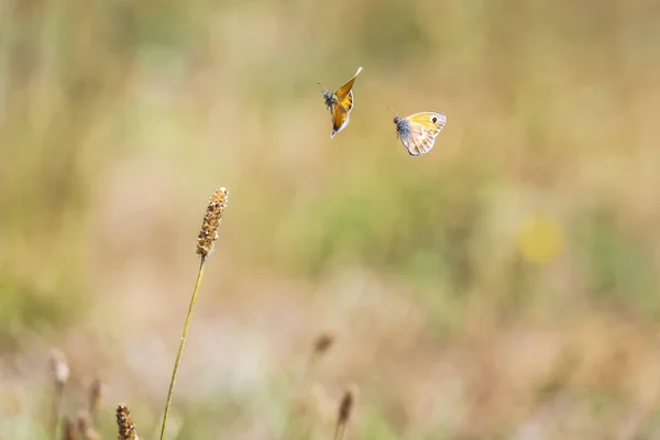 Δύο μικρές πεταλούδα (Coenonympha pamphilus) που πετούν — Φωτογραφία Αρχείου