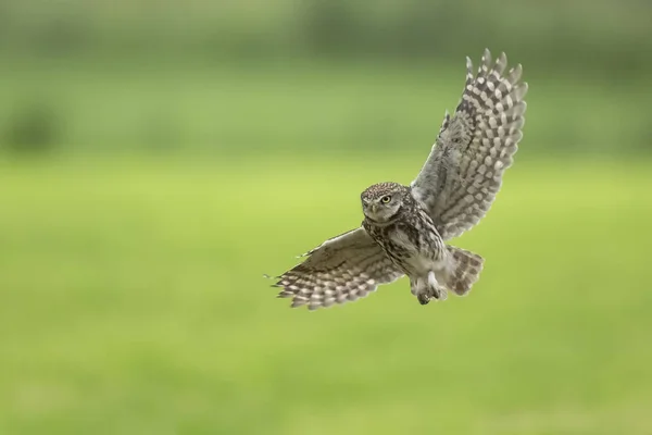 Petite chouette, Athene noctua, oiseau de proie en vol — Photo