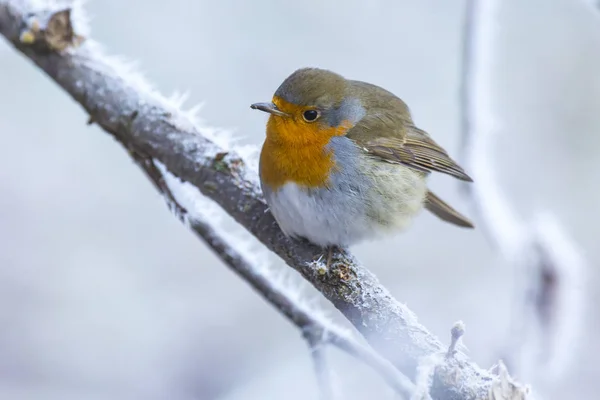 Europese Robin vogel Erithacus rubecula in winter sneeuw — Stockfoto