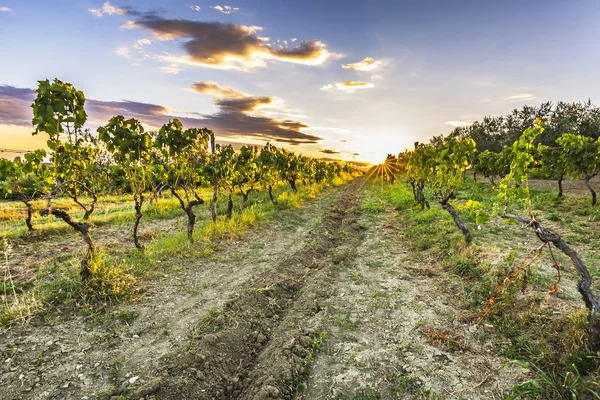 Tarım arazileri Istria, Hırvatistan'ın pastoral mahzeninde gün batımında.