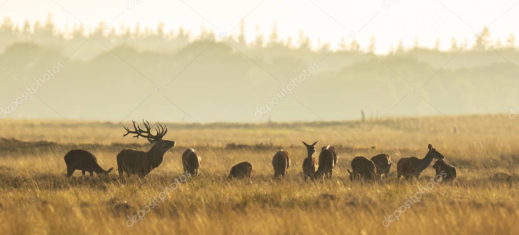 Herd of red deer cervus elaphus rutting and roaring during sunse