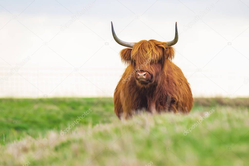 Highland cattle, Scottish cattle breed Bos taurus with big long 