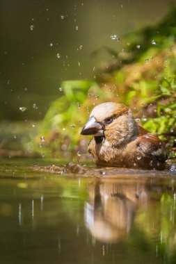 Isliç bir hawfinch yakın çekim, Coccothraustes coccothraustes yıkama