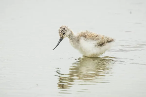 Skärfläcka Recurvirostra avosetta vadare fågel chick — Stockfoto