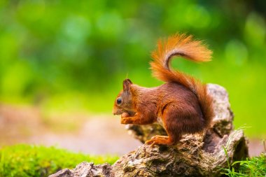Kırmızı bir sincap yakın çekim, Sciurus vulgaris, seaching gıda ve e