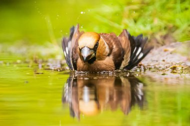 Isliç bir hawfinch yakın çekim, Coccothraustes coccothraustes yıkama