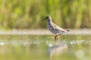 ortak redshank tringa totanus wading kuş