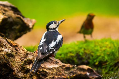 Büyük bir benekli ağaçkakan closeup (Dendrocopos majör) perche