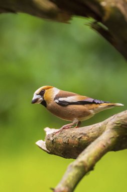 Güzel hawfinch erkek , Coccothraustes coccothraustes, songbird