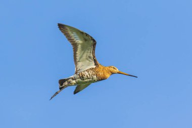 Uçuş siyah kuyruklu godwit Limosa Limosa