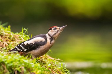 Büyük bir benekli ağaçkakan closeup (Dendrocopos majör) perche