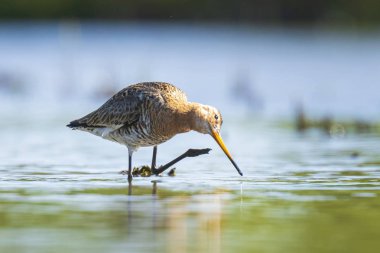 suda kara kuyruklu godwit Limosa Limosa yem