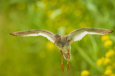 Uçuş ortak kızılbacak Tringa totanus wader kuş