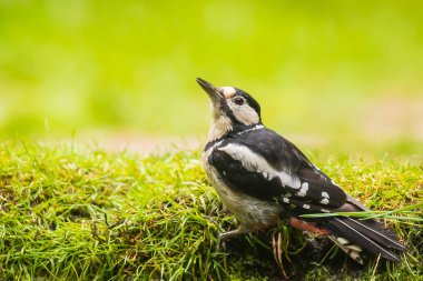 Büyük bir benekli ağaçkakan closeup (Dendrocopos majör) perche