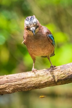 Avrasya jay kuşu (Garrulus glandarius) bir dal, Sum tünemiş