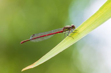 Büyük bir kırmızı damselfly Pyrrhosoma nymphula detay closeup