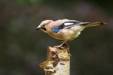 Avrasya jay Garrulus glandarius kuş bir orman ağacına tünemiş