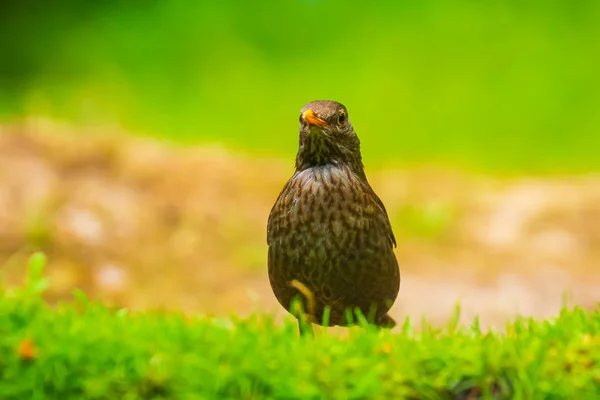 Comum melro fêmea pássaro turdus merula empoleirado em um me verde — Fotografia de Stock