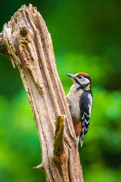 特写一个伟大的斑点木鸟（丹德罗科波斯主要）perche — 图库照片