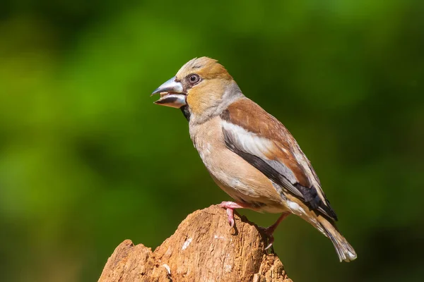 Gros plan d'une femelle du chardonneret Coccothraustes coccothraustes songb — Photo