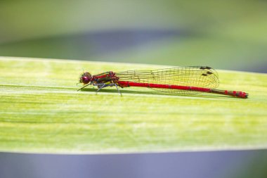 Büyük bir kırmızı damselfly Pyrrhosoma nymphula detay closeup