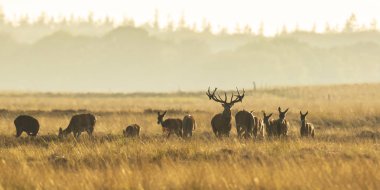 Çiftleşme ve sunse sırasında kükreyen Kızıl geyik cervus elaphus sürüsü