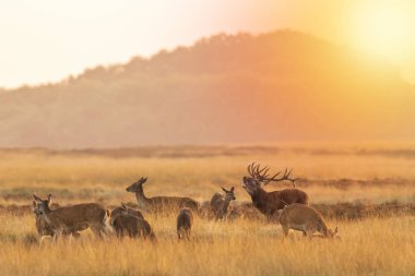 Çiftleşme ve sunse sırasında kükreyen Kızıl geyik cervus elaphus sürüsü