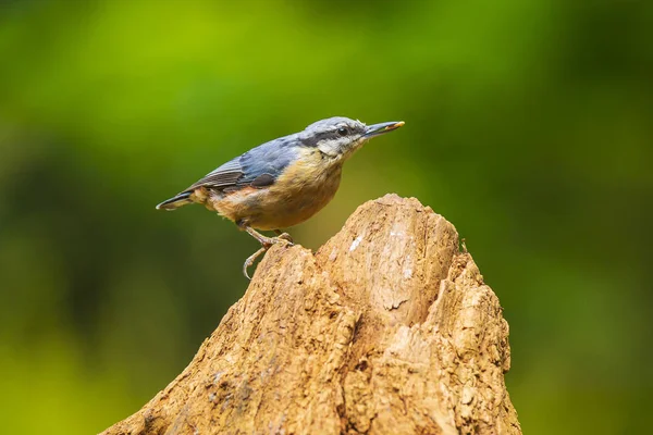 Fågel eurasiska eller trä nötväcka (Sitta europaea) uppflugen på en behå — Stockfoto