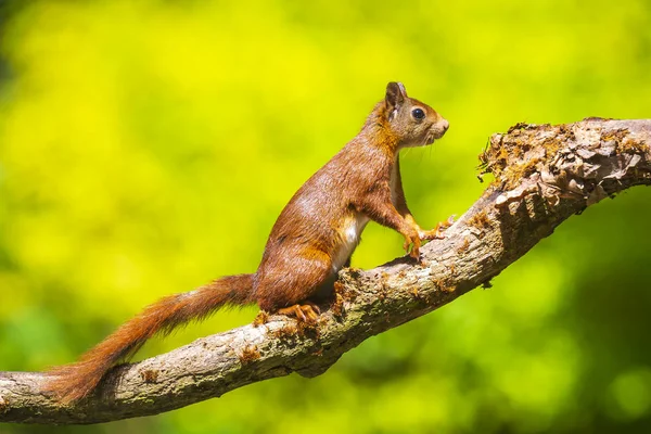 Esquilo vermelho eurasiano curioso, Sciurus vulgaris, correndo e caindo — Fotografia de Stock