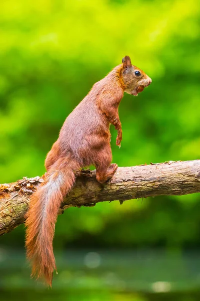 Esquilo vermelho eurasiano curioso, Sciurus vulgaris, correndo e caindo — Fotografia de Stock