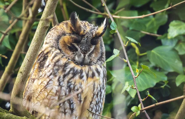 Lange-eared owl (Asio otus) Roofvogel zat in een boom — Stockfoto